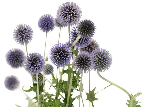 Echinops kao dio stabla Hondro Sol Valgus